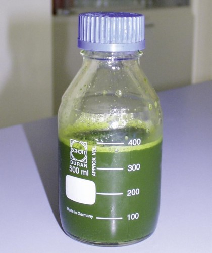 Presssaft, Foto: Kornberg Institut 