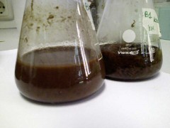 Enzymatic hydrolysis of wood to release the sugars.