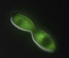 The yeast Candida lignohabitans, which converts these sugars into exploitable substances.