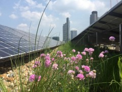 Green roof with PV in London, photo: GRÜNSTATTGRAU, Dusty Gedge